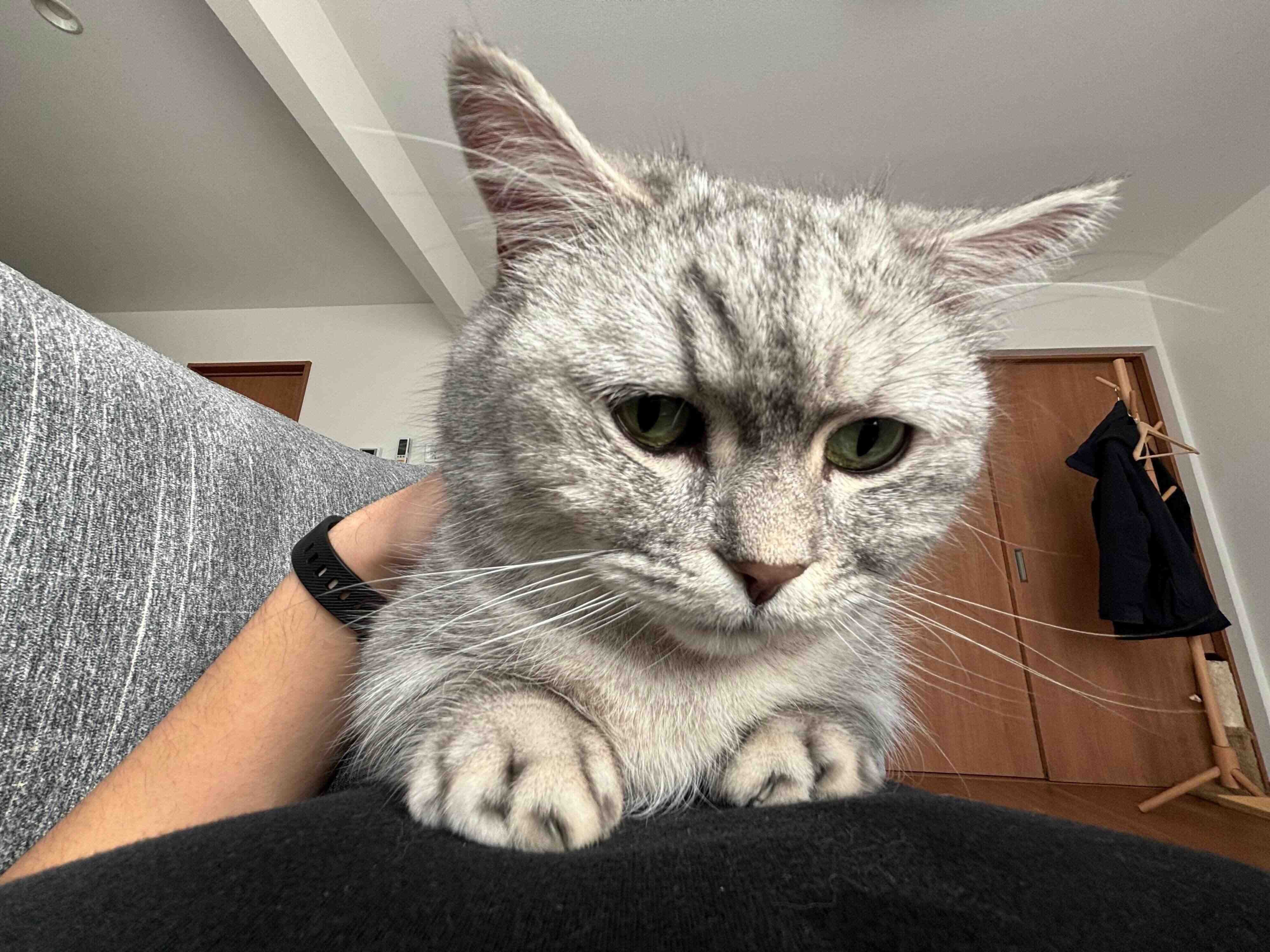 飼い主さんの体の上に乗るだいふくくん