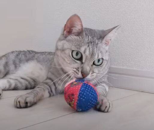 猫　マロちゃん