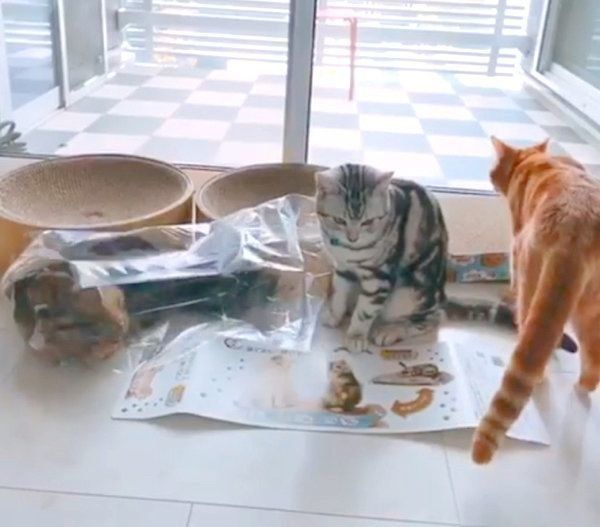 「爪とぎ器」を新調してもらったアメリカンショートヘアとミヌエット