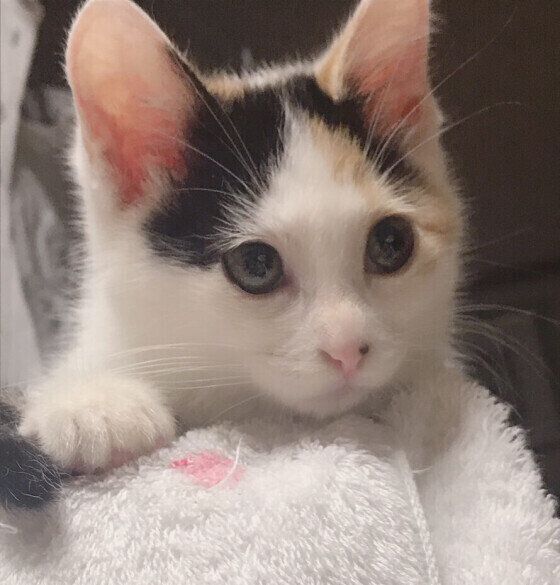 ふわふわのタオルの上に乗るミケ猫