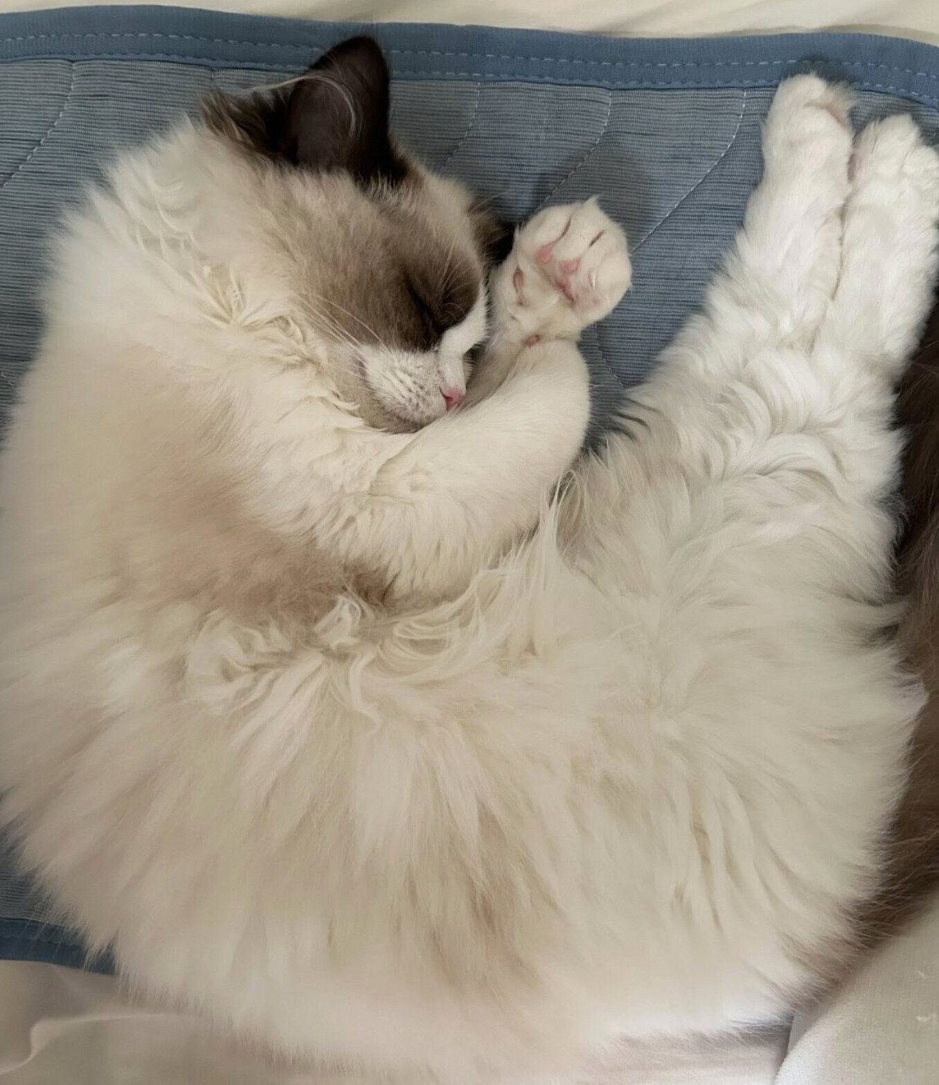 飼い主さんに添い寝するミアちゃん