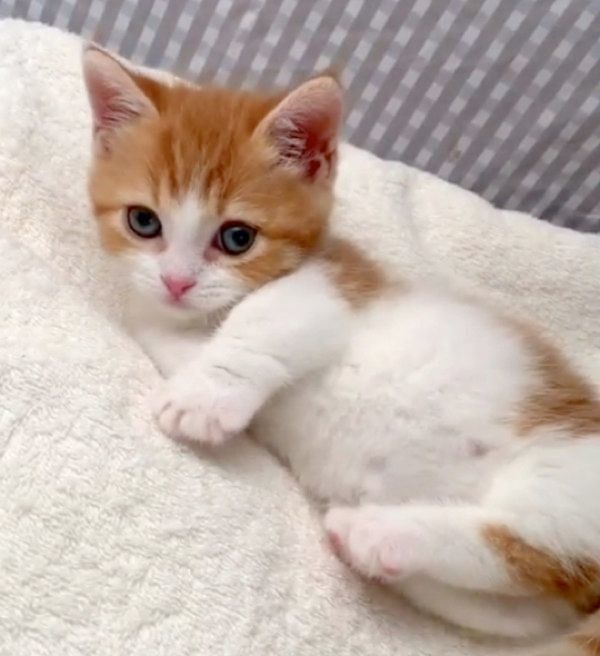 ごろごろするマンチカン