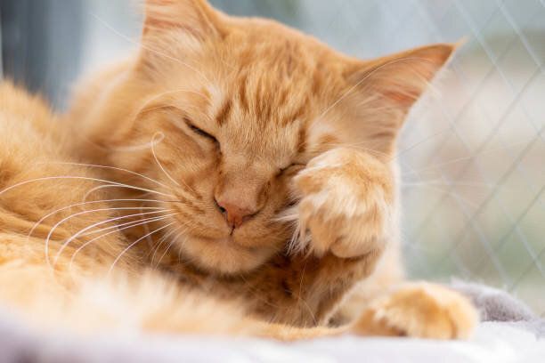 リラックスしている猫