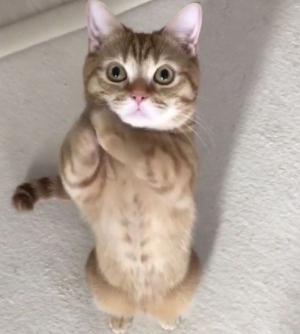 ハイタッチをする猫