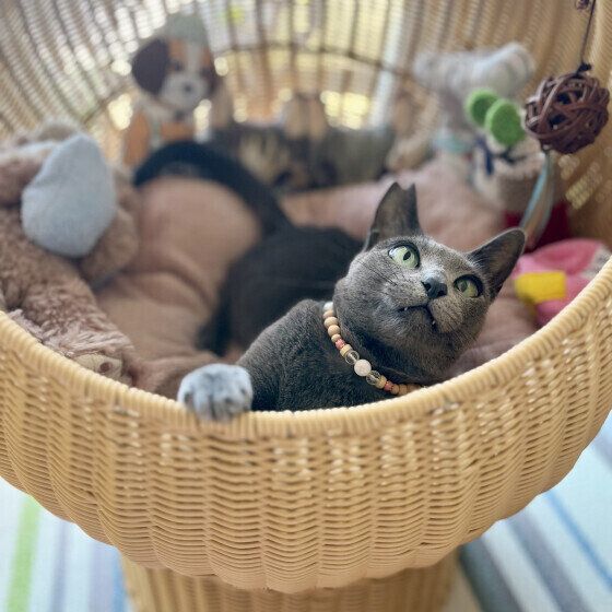 ロシアンブルーのサリーちゃん