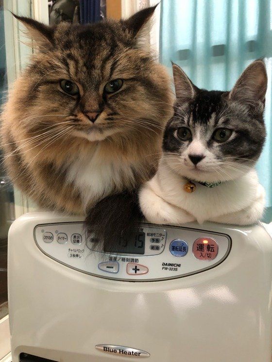 ヒーターの上で