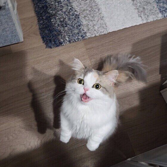 何かを訴えるラテちゃん（ミヌエット）