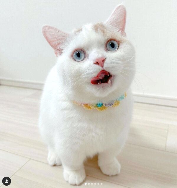 舌をぺろっとするほたてくん