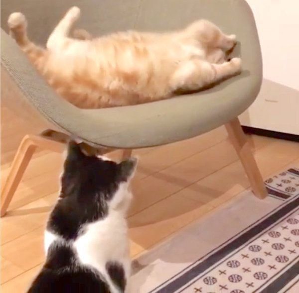 猫パイセンをガン見するブリティッシュショートヘア