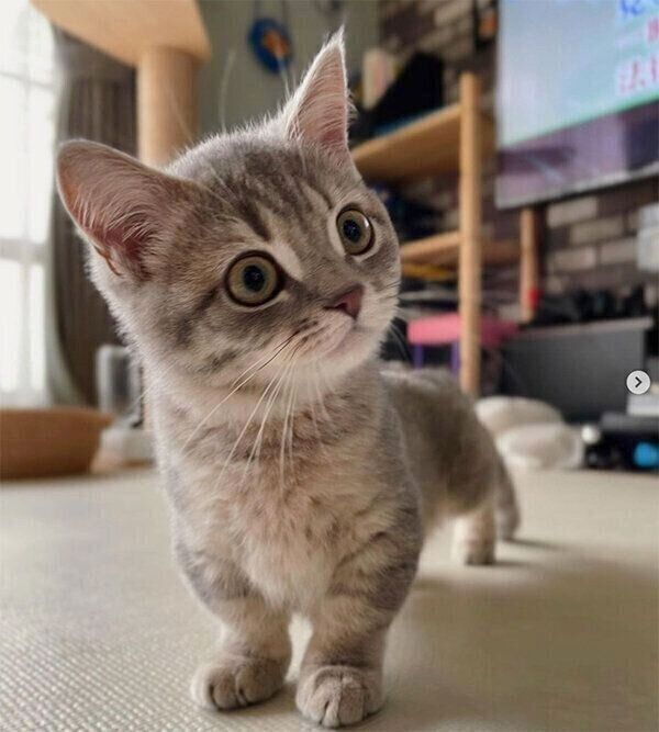 甘えてくるししゃもくん