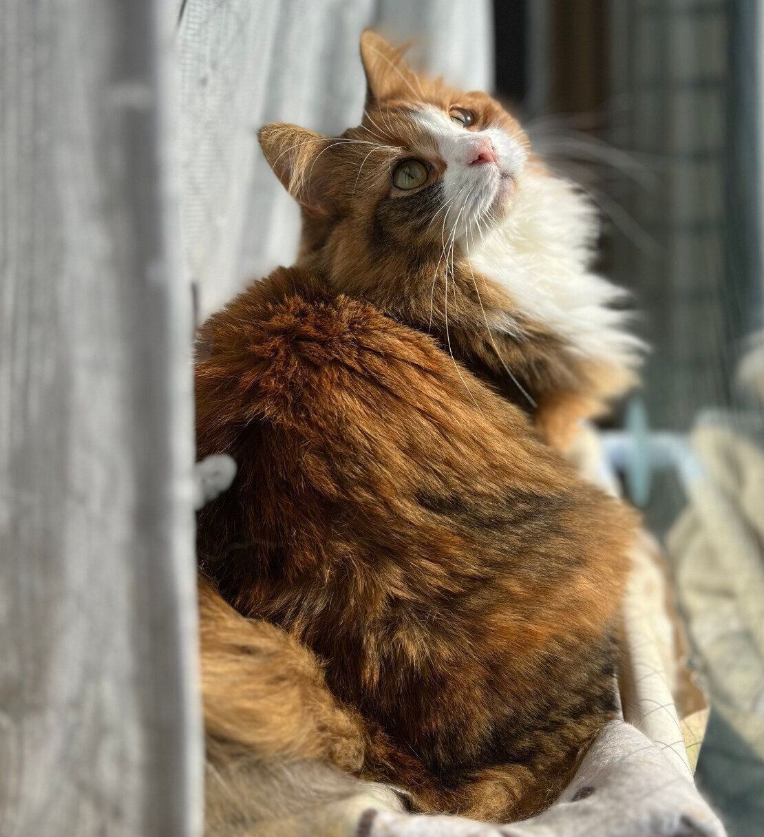 窓の外を見る麦ちゃん