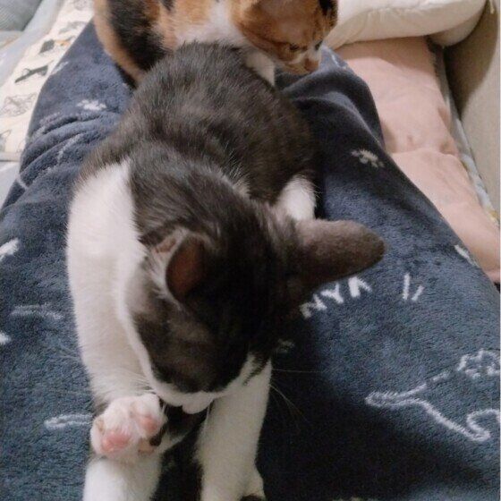 MIX　グレー　あまえんぼ