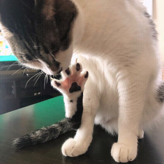 MIX黒白のラブくん