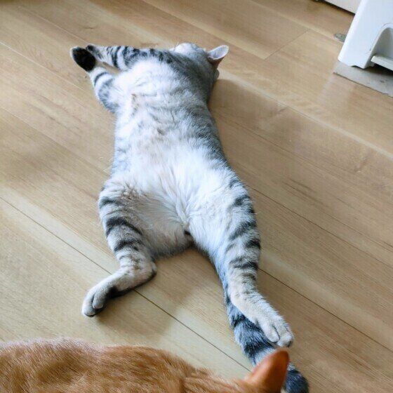 遊び疲れて眠るサバトラのゆきまるくん