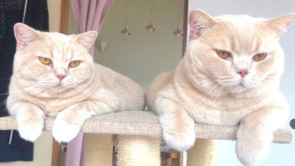 寄り添うみかんちゃんとぽてとくん