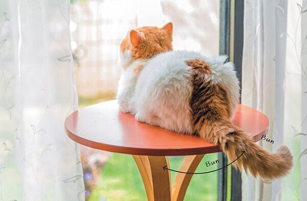 しっぽをブンブン振る猫