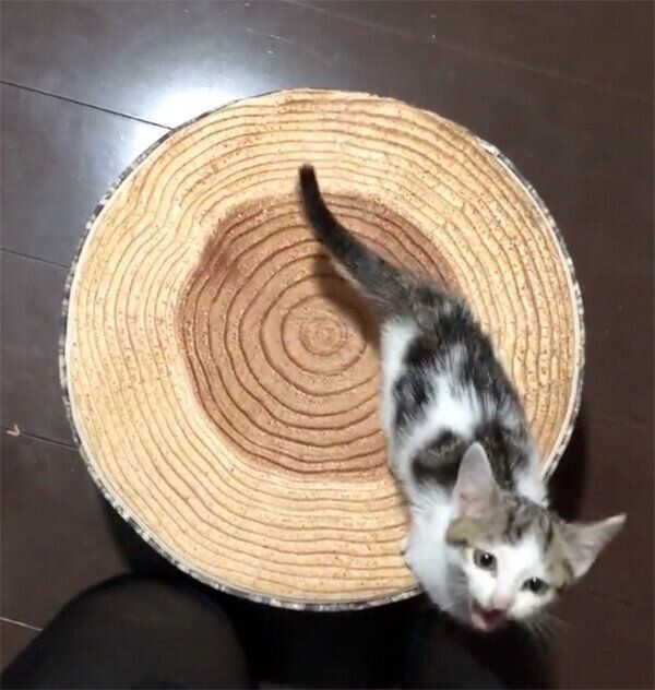 見上げるうしおくん