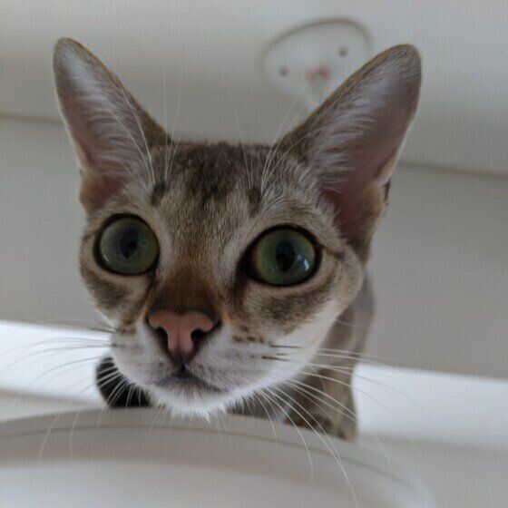 シンガプーラのまめ太郎くん