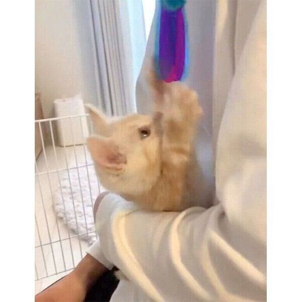 猫じゃらしに夢中な、生後2カ月のきなこくん