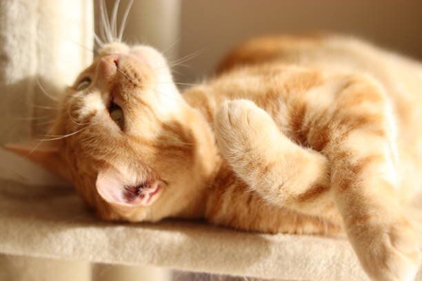 寝転がっている猫