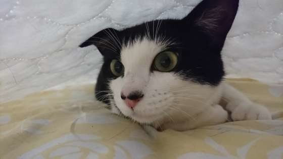 布団に入って遊ぶはちわれ