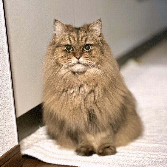 ペルシャのDownyくん♪