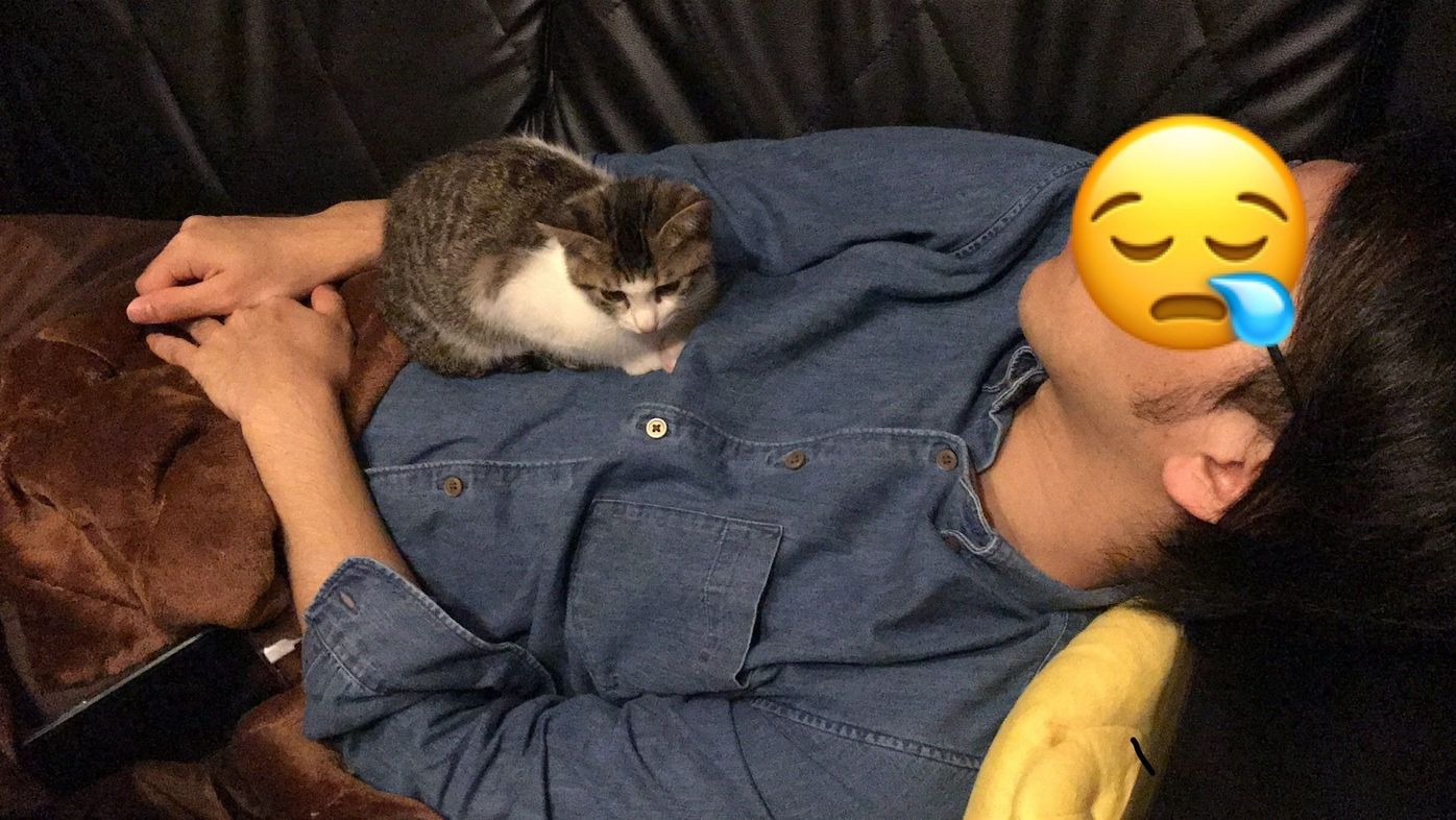 カップルで子猫のお世話に奮闘 彼氏にはツンデレ な猫に成長しました ねこのきもちweb Magazine カップルで子猫のお世話に奮闘 彼氏にはツンデレ な猫に成長しました ねこのきもちweb Magazine