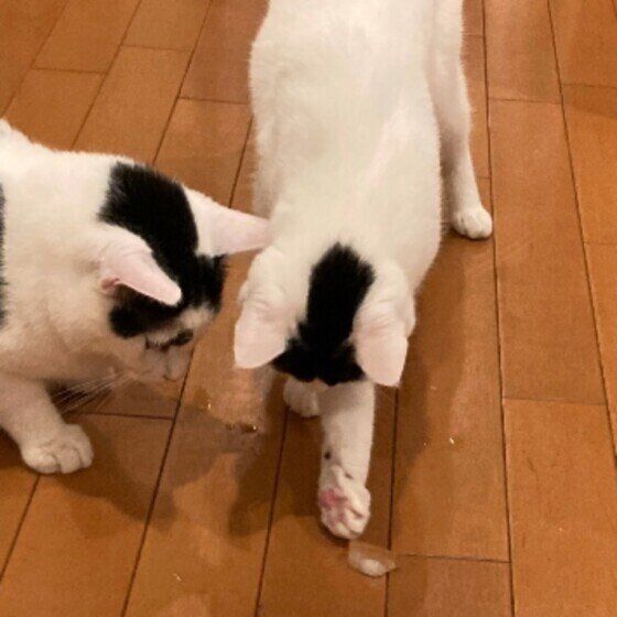 氷をちょいちょいする2匹の猫