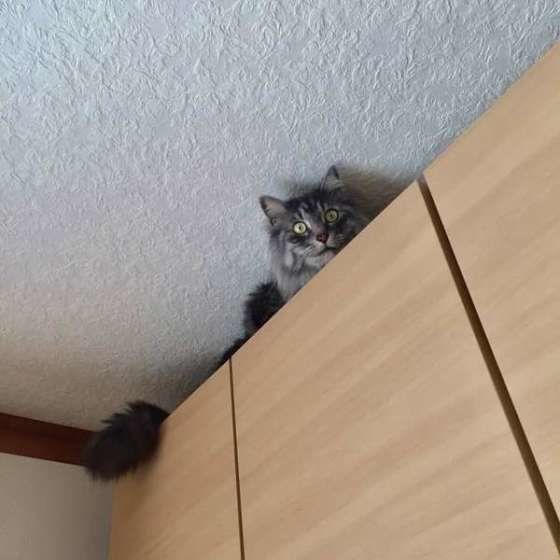 高いところにいる猫