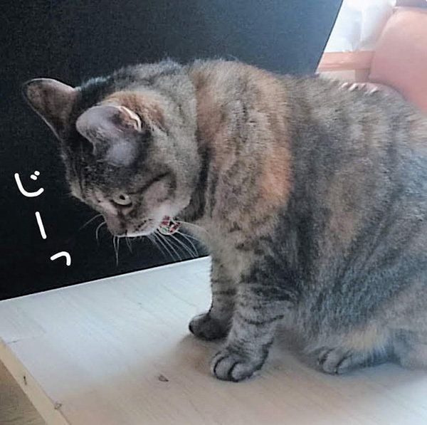 足元を見つめる猫／画像／「ねこのきもち」2018年9月号