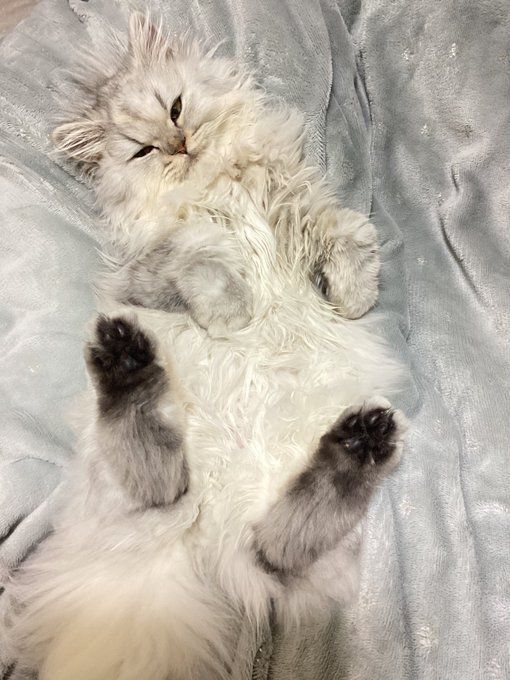 おなかを見せるミヌエット