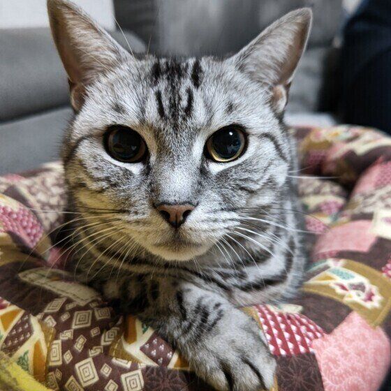 まっすぐにカメラを見つめるアメリカンショートヘア