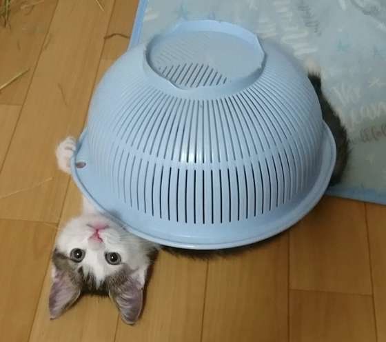 見つめる猫
