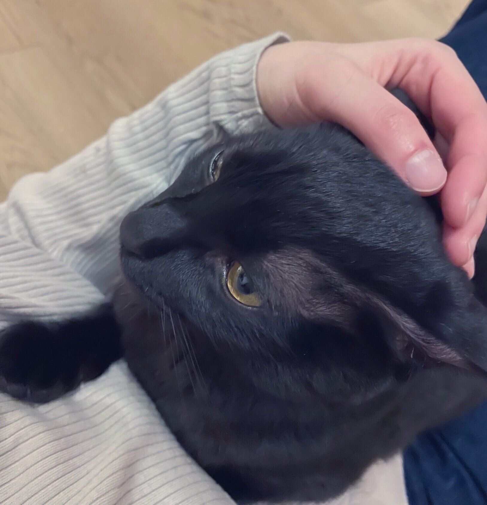 飼い主さんの膝の上に乗るこぐまくん