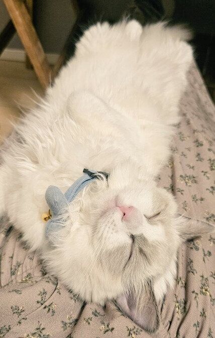 生後5カ月のラグドール