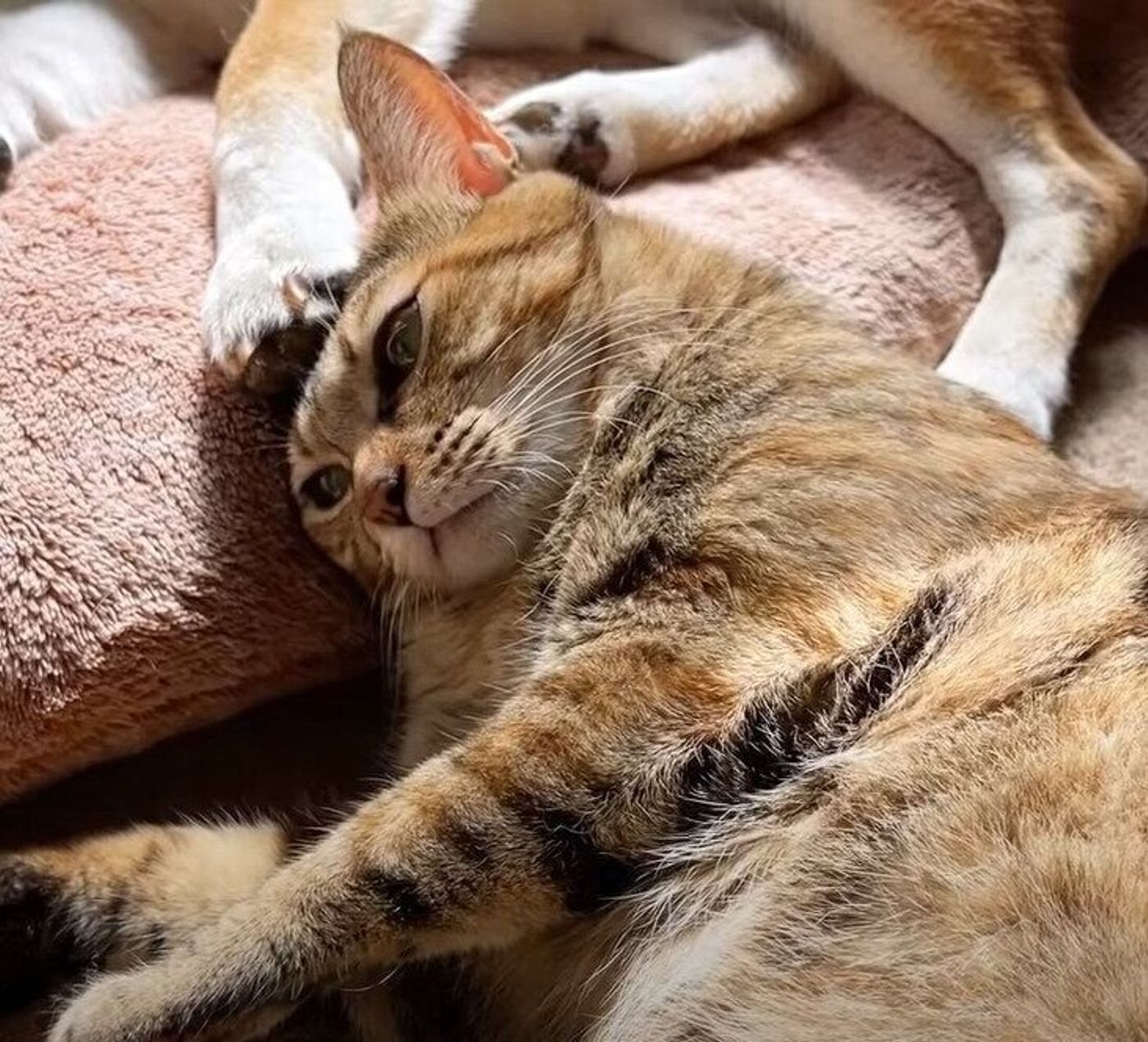 お昼寝していたら 柴犬の手が頭に どこか嬉しそうな猫にキュン ねこのきもちweb Magazine お昼寝していたら 柴犬の手が頭に どこか嬉しそうな猫にキュン ねこのきもちweb Magazine