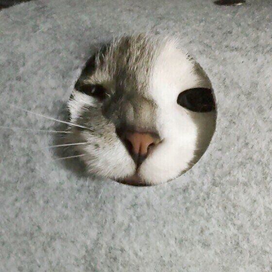 マンチカールのキトくん