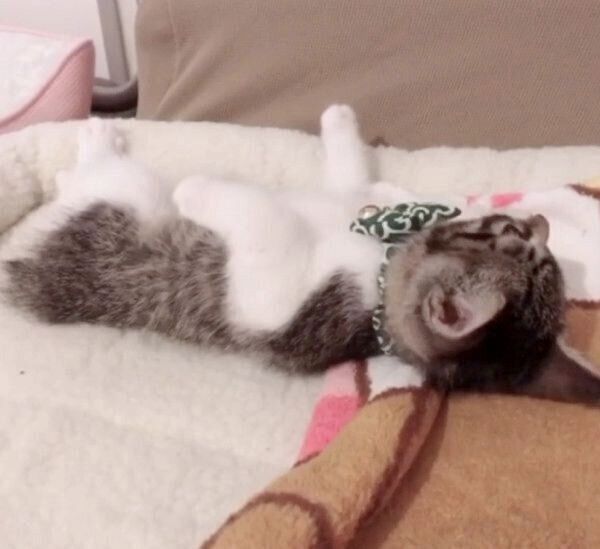 ヘソ天でくつろぐミントちゃん