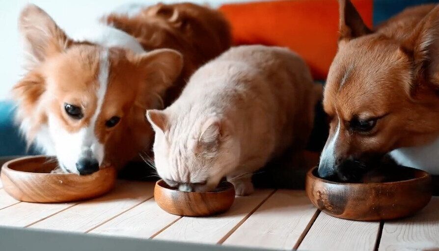 ごはんを食べるととろちゃん、ちいくん、むうちゃん