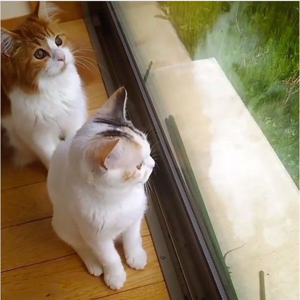 トカゲに気づかないニャンズ