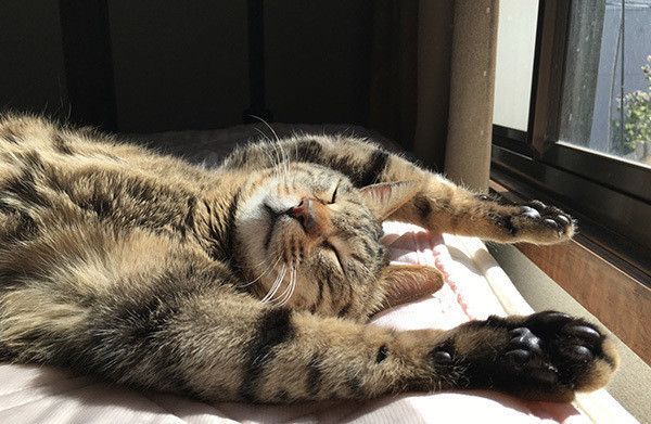 バンザイする猫