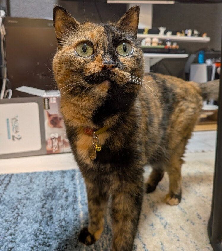 12才になったしじみちゃん