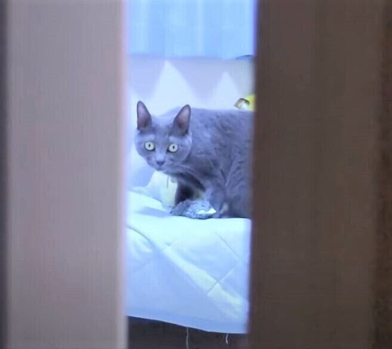 大好きな飼い主さんがいなくて大声で鳴く猫 隠し撮りしてみると ねこのきもちweb Magazine 大好きな飼い主さんがいなくて大声で鳴く猫 隠し撮りしてみると ねこのきもちweb Magazine