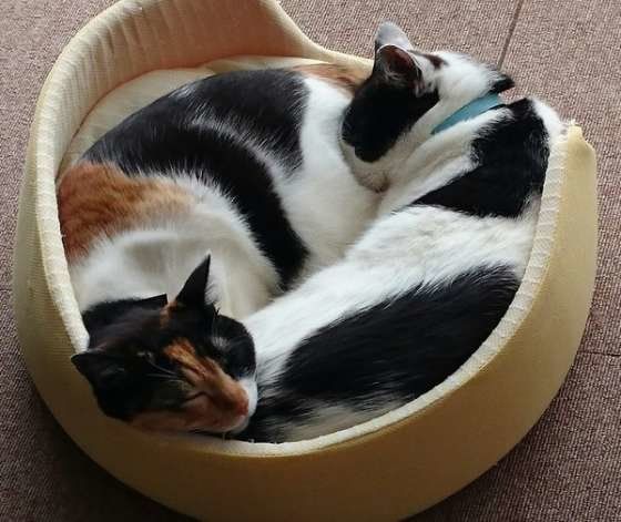 くっついて眠る猫たち