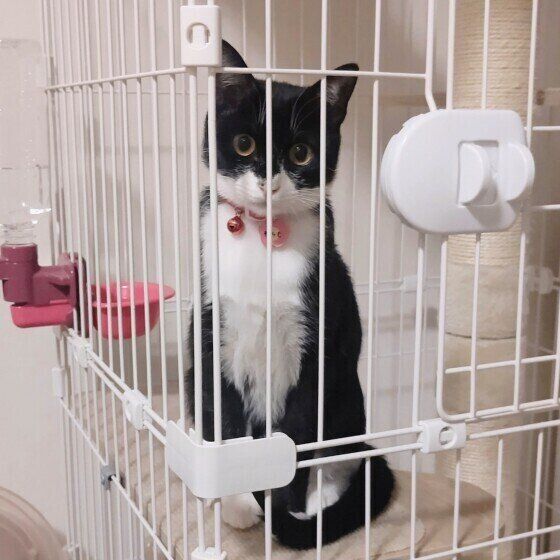 ケージの中で待機するMIX猫