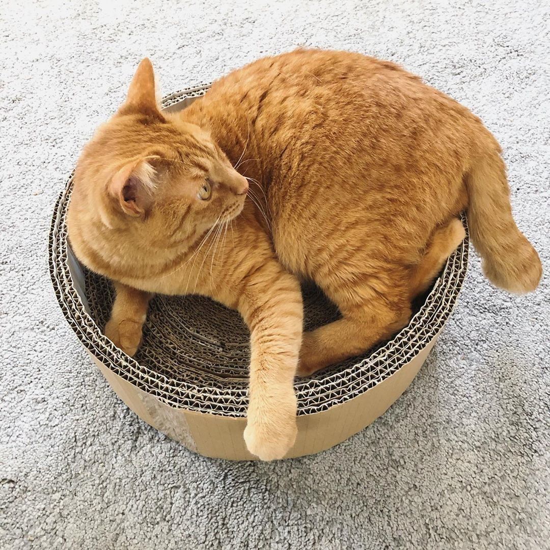 愛用しているノノちゃん