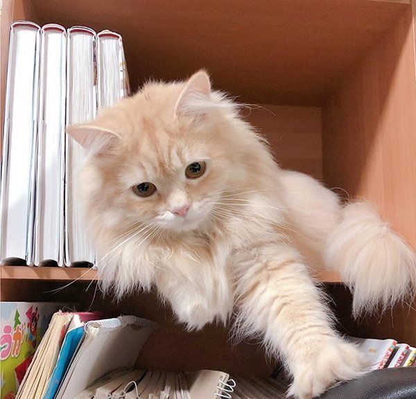 棚に入るスコティッシュフォールド