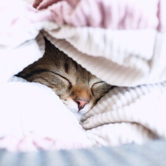 スコティッシュフォールドのシオンちゃん