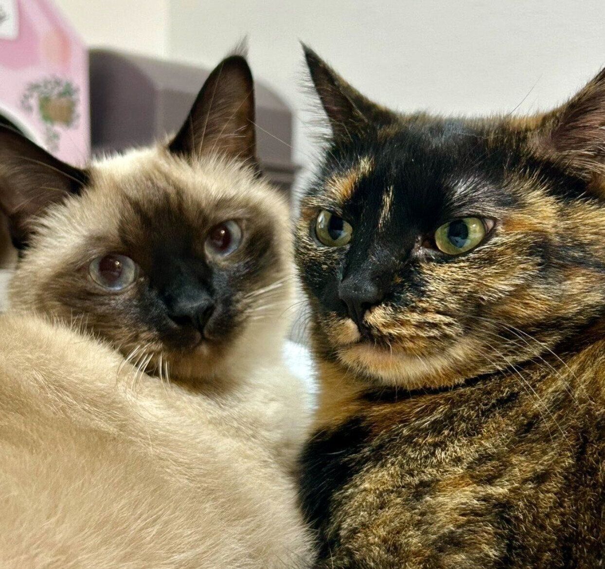 くっつくサラミちゃん、ナッツくん。