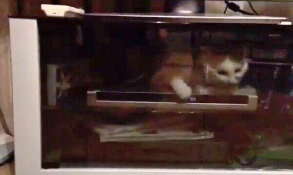 テレビ台の中に入り込むちゃろくん